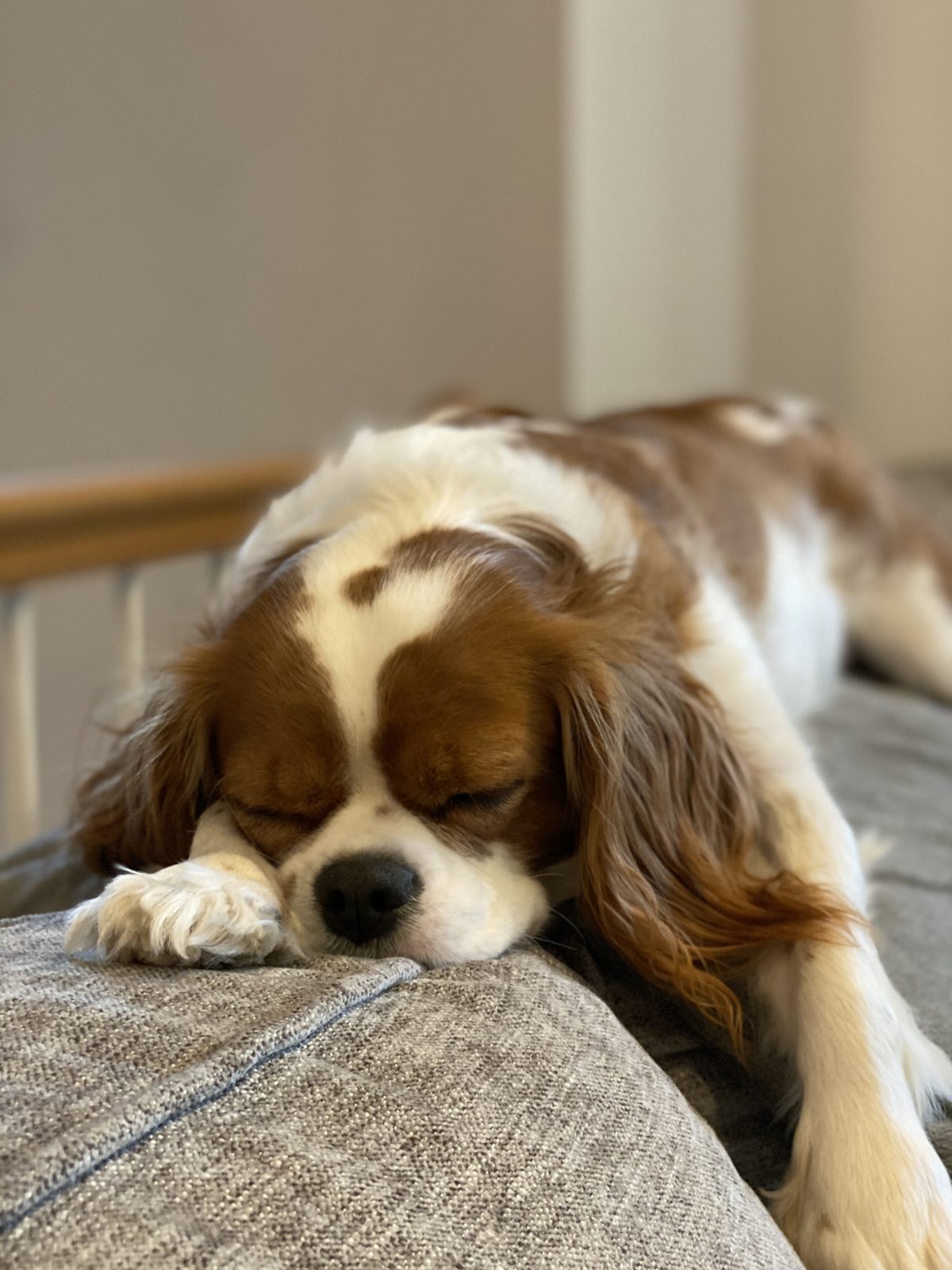 A Cavalier King Charles spaniel fast asleep on a soft sofa