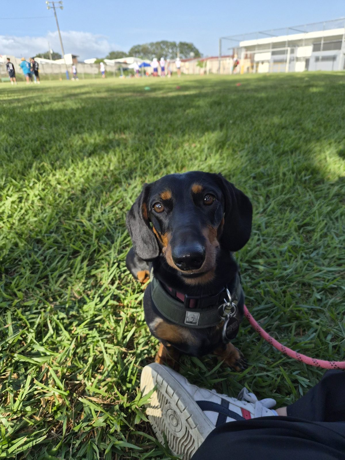 A little dachshund on a pink lead, sitting on the grass