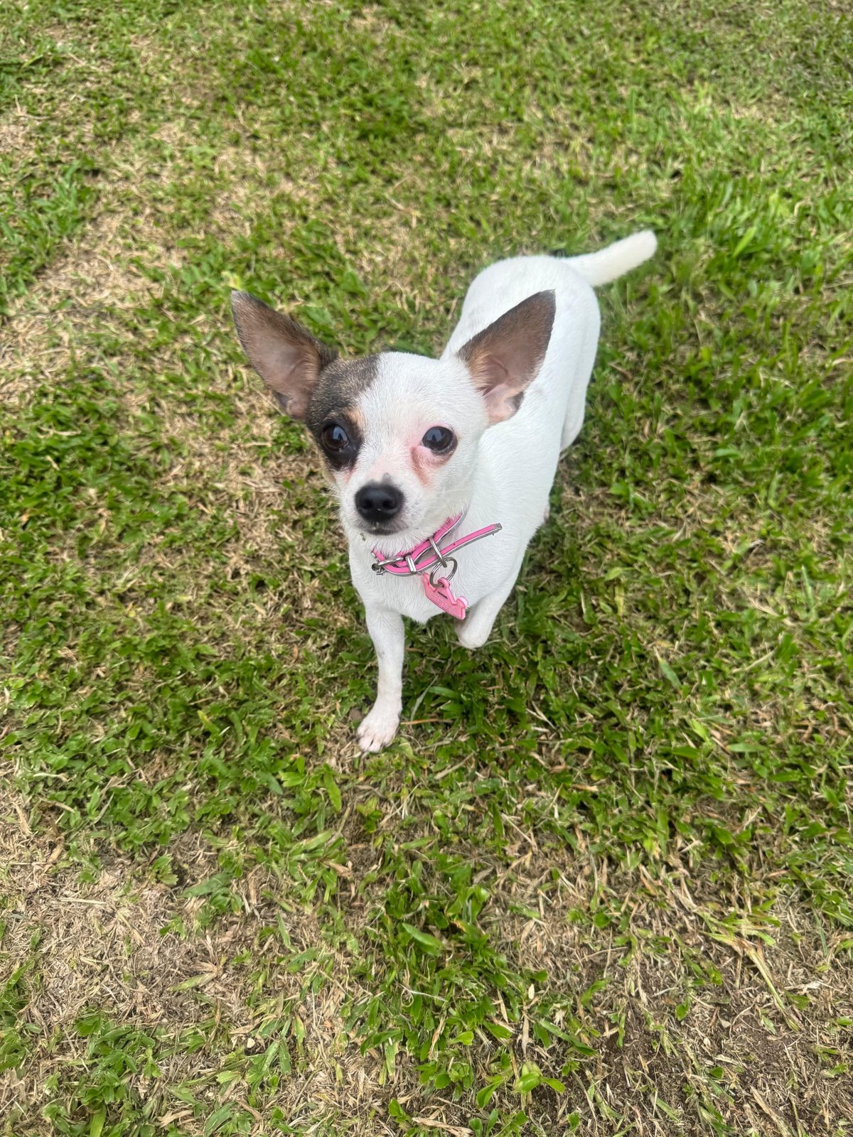 A small white dog with big ears and a pink collar on the grass