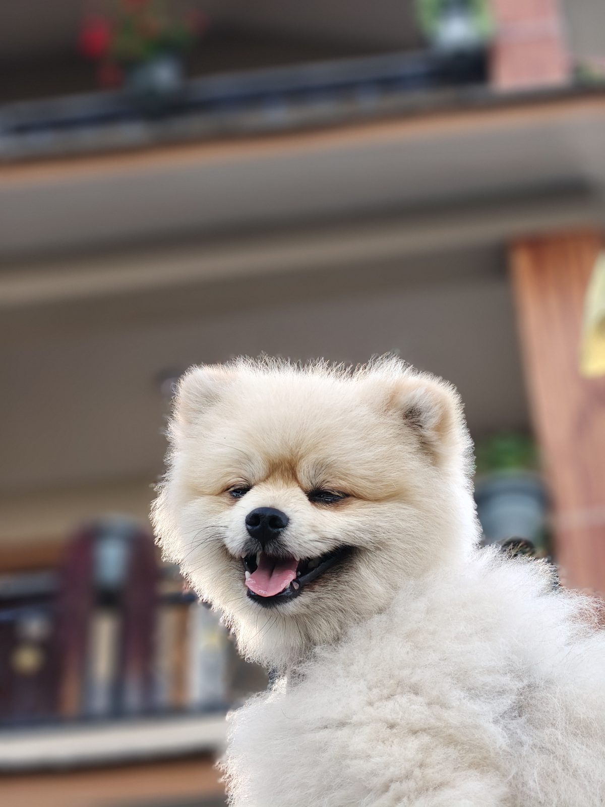 A fluffy white Pomeranian smiling at the camera