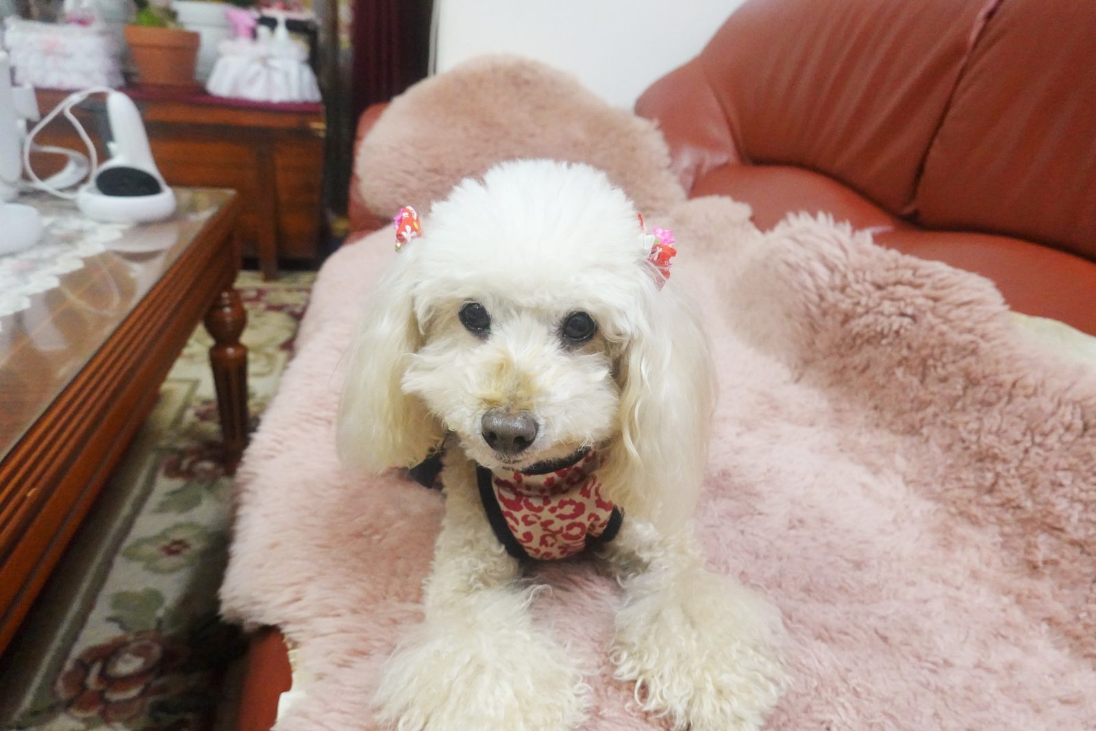 A white toy poodle with pink bows, relaxing on a soft pink rug
