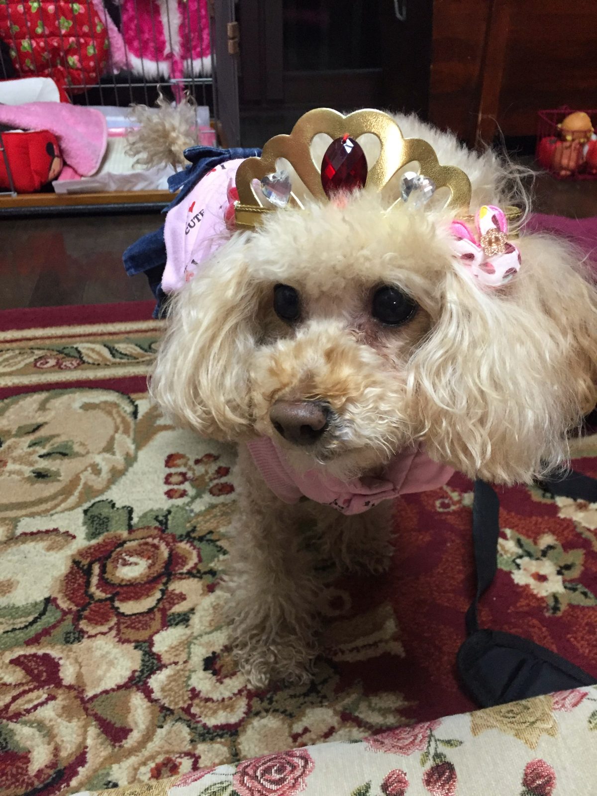 A toy poodle wearing a little tiara